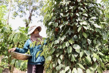 Thị trường sôi động, giá hồ tiêu tiếp tục tăng mạnh