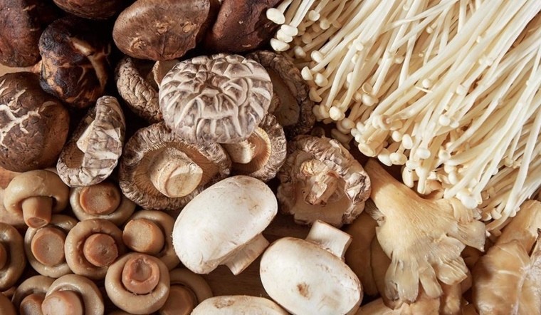Những lợi ích của nấm