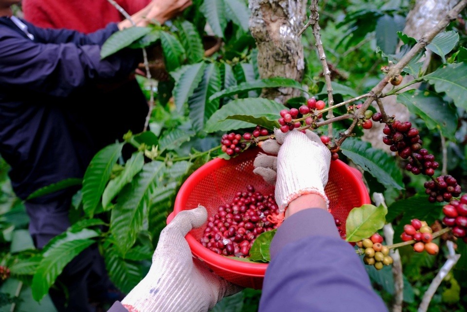 Giá cà phê Arabica “đỉnh nóc” liệu đã 