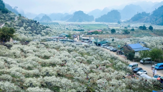 "Cơn sốt" hoa mận đem về doanh thu 1.200 tỷ đồng cho Mộc Châu