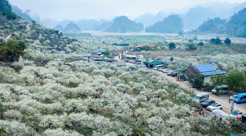 "Cơn sốt" hoa mận Mộc Châu khách du lịch đổ về chật kín, doanh thu bùng nổ