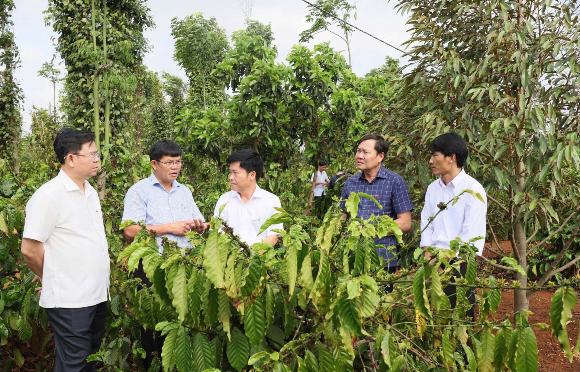 Tái canh cà phê ở Đắk Lắk vì sao khó về đích?