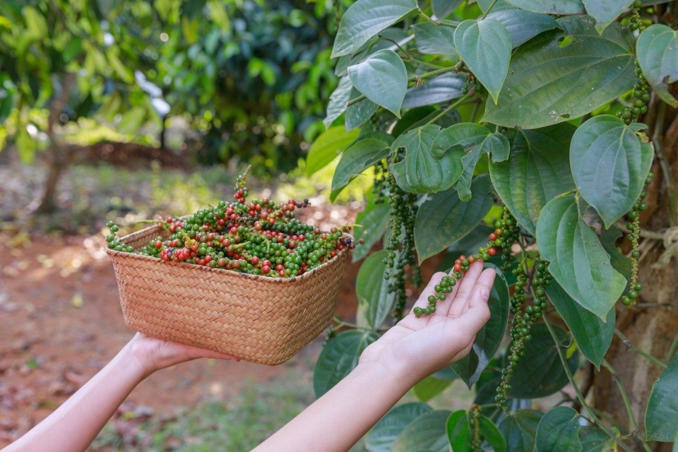 Giá tiêu xuất khẩu bất ngờ tăng vọt.