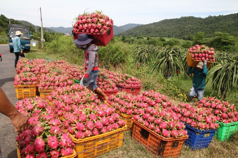 Vượt sầu riêng, thanh long trở lại “ngôi vương” xuất khẩu.