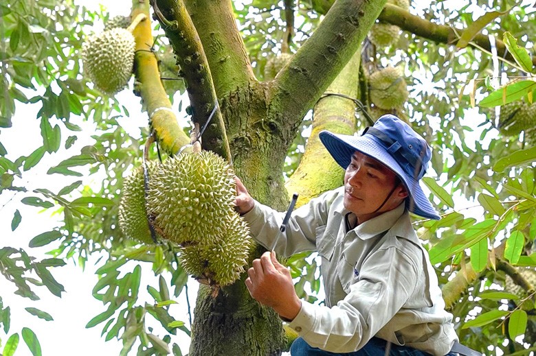 Nông dân Việt Nam xuất sắc Lê Sỹ Hòa bên vườn sầu riêng VietGAP mang lại hiệu quả kinh tế cao. Ảnh Khánh Phúc