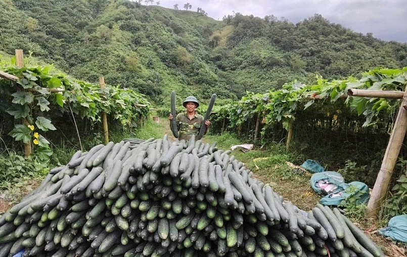 Đẩy mạnh phát triển nông nghiệp theo hướng bền vững