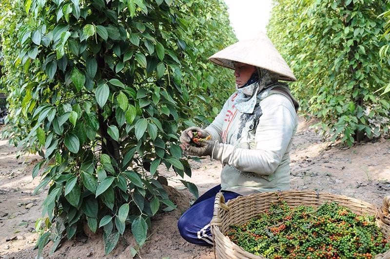 Giá tiêu xuất khẩu đồng loạt tăng mạnh
