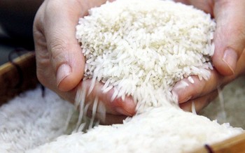 Giá gạo hiện “không quá lo lắng”, nông dân vẫn có lời