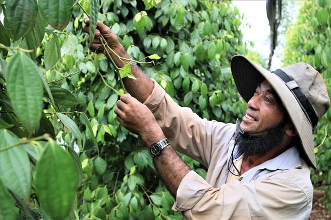 Giá tiêu đồng loạt đi lên trong tuần qua