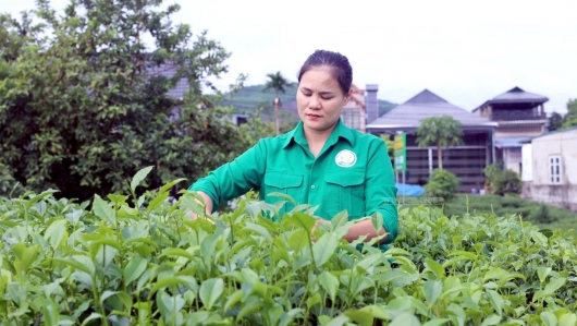 Thái Nguyên: Xây dựng mã số vùng trồng, nâng cao giá trị nông sản