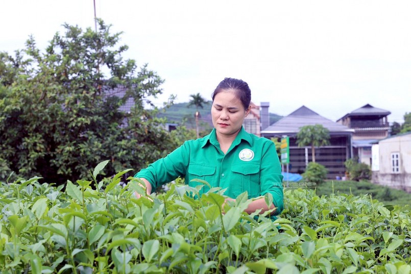 Thái Nguyên: Xây dựng mã số vùng trồng, nâng cao giá trị nông sản