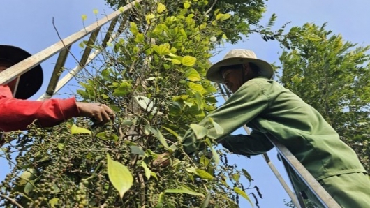 Giá tiêu cao nhất 161.000 đồng/kg, bà con phấn khởi thu hoạch