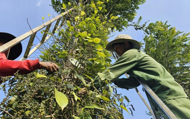 Nông dân thu hoạch tiêu.