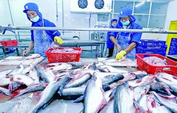 Cá tra Việt Nam có thể được hưởng lợi từ thương chiến?