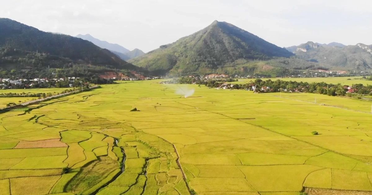 Cánh đông Mường Lò, một trong hai cánh đồng lớn nhất khu vực phía Bắc