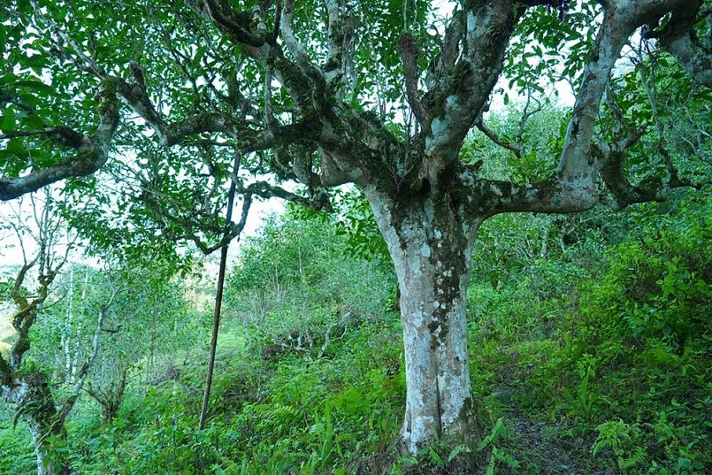 Cây chè shan tuyết cổ thụ hàng trăm năm tuổi ở Hà Giang.