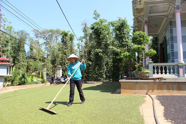 Giá tiêu điều chỉnh giảm ở một số tỉnh Tây Nguyên