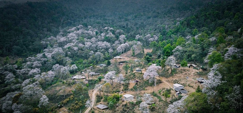 Đắm chìm trong vẻ đẹp của hoa ban giữa núi rừng Tây Bắc