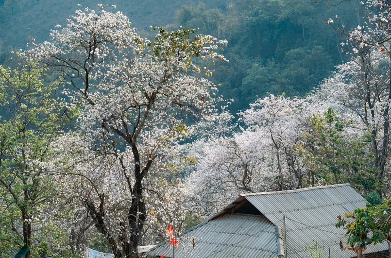 Những cây ban hàng trăm năm tuổi, thân phủ rêu phong, cành vươn rộng bung nở hoa trắng tinh khôi, tạo nên một bức tranh thiên nhiên lãng mạn và quyến rũ.