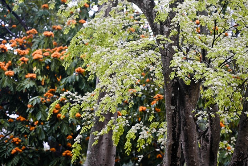 Hà Nội “mộng mơ” trong sắc trắng hoa sưa