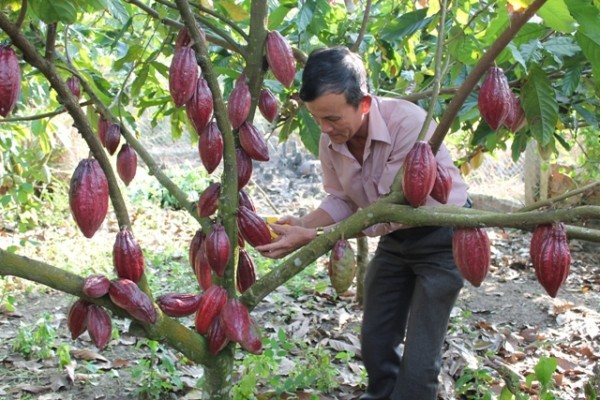 Đại sứ EU mong ca cao Việt Nam được biết đến nhiều hơn trên bản đồ toàn cầu