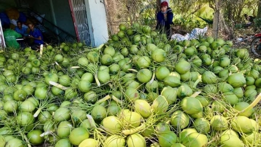 Nắng nóng, giá dừa tươi tăng từng ngày