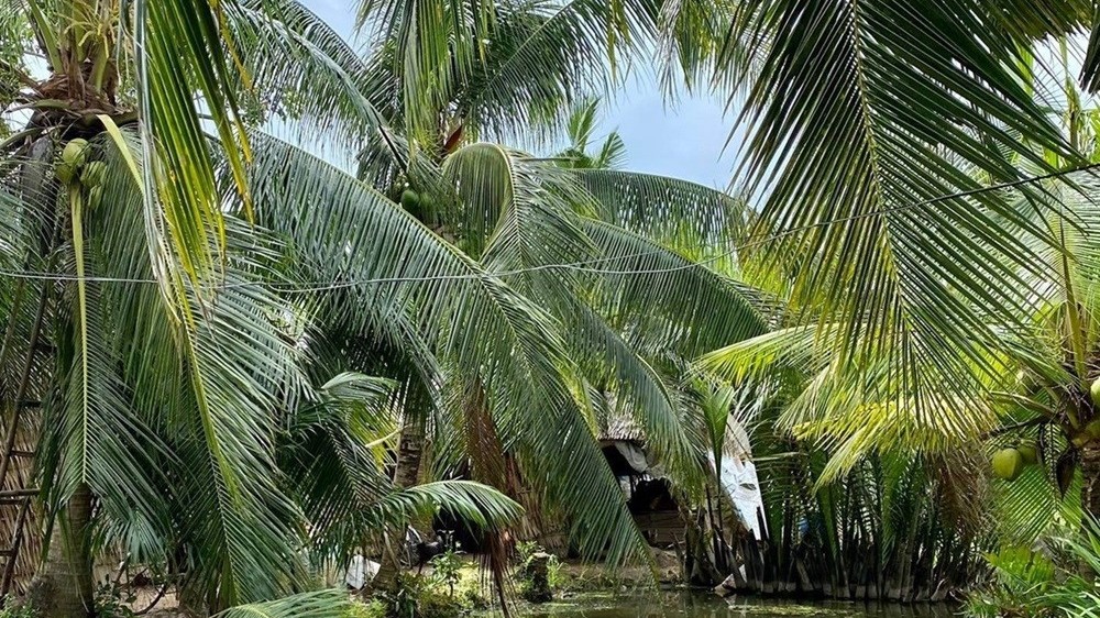 Phát triển thương hiệu cho sản phẩm nông nghiệp Bến Tre