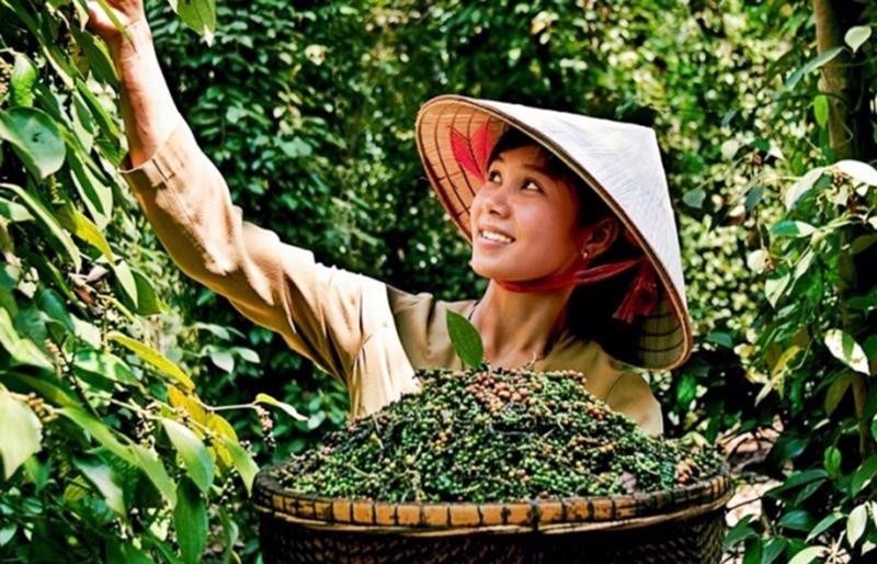 Giá tiêu chờ thông tin về thuế quan