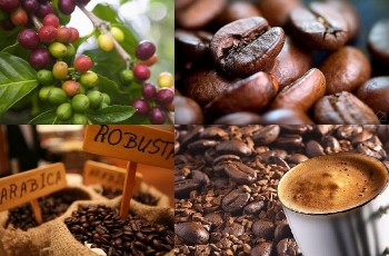 Chế biến sâu, đa dạng hoá thị trường sẽ giúp cà phê Việt vượt “bão thuế quan”