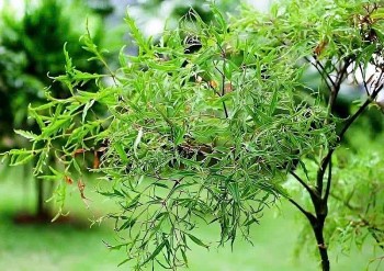 Loại cây dân dã được ví như 