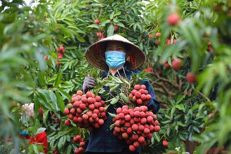 Hải Dương dự kiến đạt khoảng gần 60.000 tấn vải thiều
