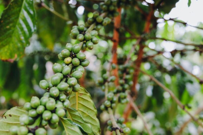 Điều gì xảy ra với giá cà phê khi Mỹ áp thuế đối ứng?