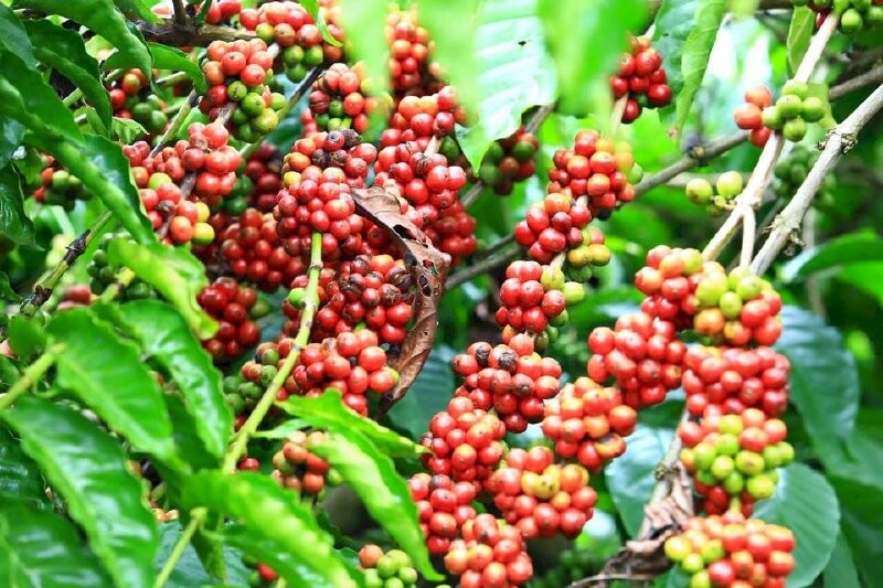 Xuất hiện làn sóng bán tháo trên thị trường cà phê