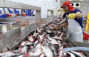 Xuất khẩu cá tra giữ đà tăng trưởng trước thách thức
