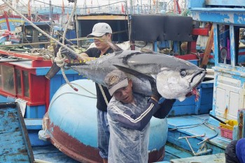 Mở rộng thị trường xuất khẩu giúp cá ngừ Việt Nam đứng vững trước “cơn sóng” thuế quan từ Mỹ