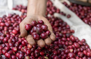 Giá cà phê Arabica cao nhất trong 7 tuần