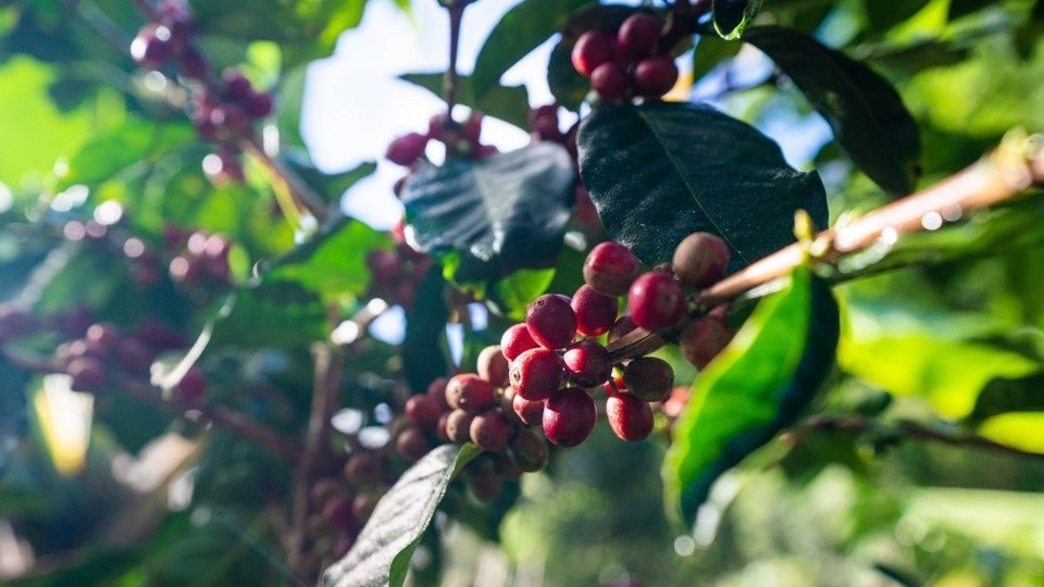 Giá cà phê trong nước bất ngờ giảm mạnh