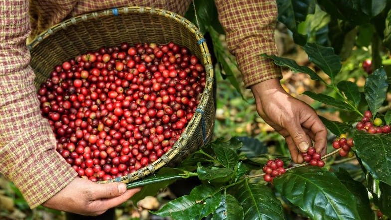 Giá cà phê biến động trái chiều trên các sàn giao dịch