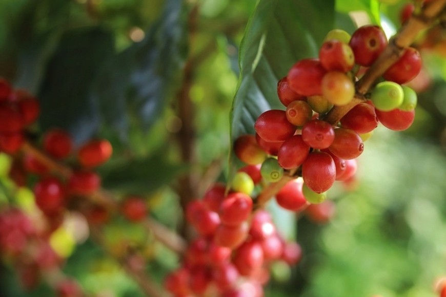 Giá cà phê quay đầu tăng, robusta thêm tới 165 USD/tấn