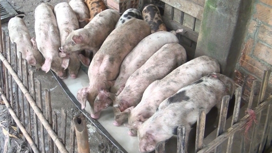 Giá heo hơi tiếp tục "hạ nhiệt" tại miền Nam