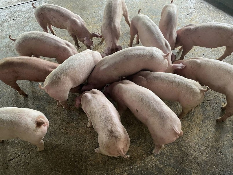 Giá heo hơi tiếp tục 