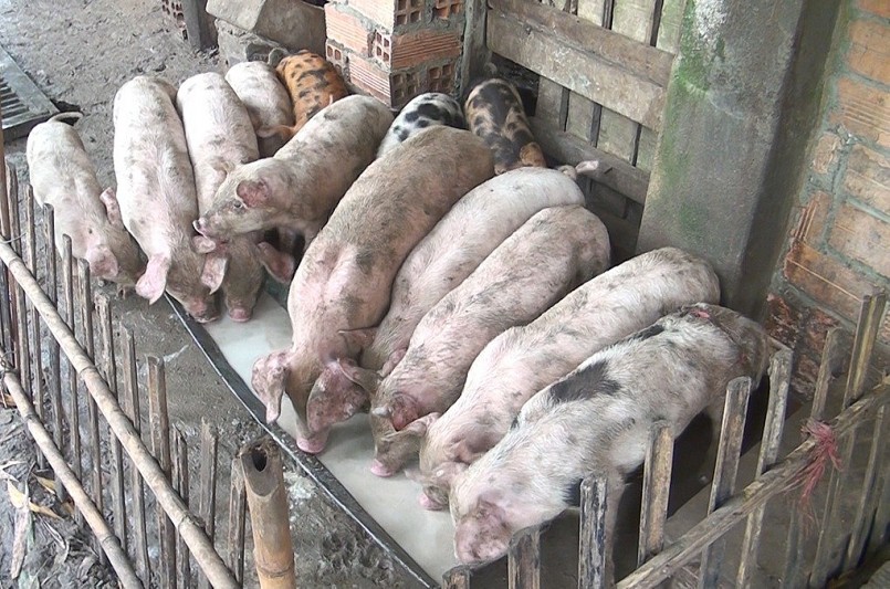 Giá heo hơi tiếp tục 