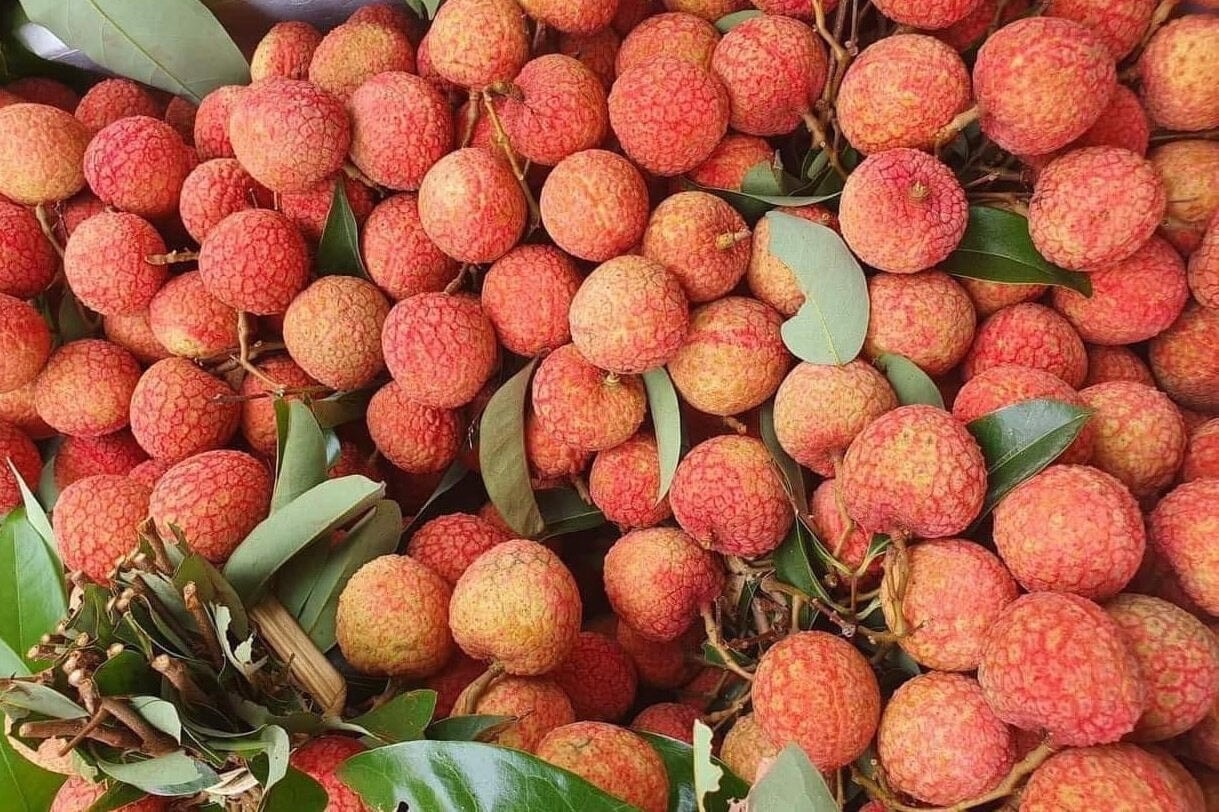 Vải u hồng chín sớm, giá 200.000 đồng/kg vẫn hút khách