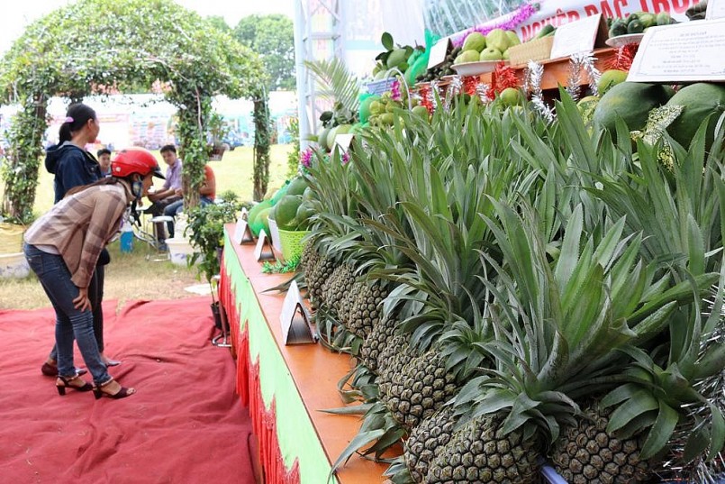 Dứa Bắc Giang vào vụ thu hoạch, nông dân được mùa, được giá