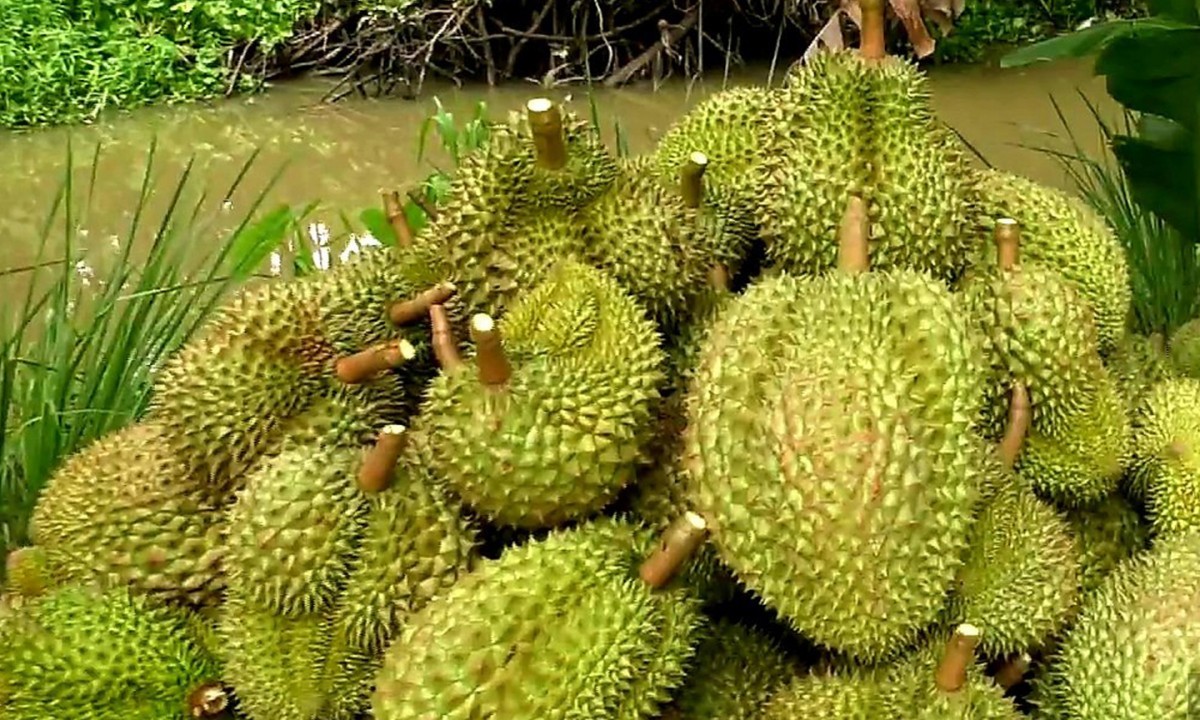 Sầu riêng Việt Nam đối mặt với giá rẻ chưa từng có: Giải pháp nào cho nhà vườn?