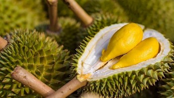 Tháo gỡ nút thắt cho sầu riêng xuất khẩu: Không thể chậm trễ