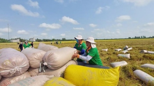 Thủ tướng Phạm Minh Chính chỉ đạo khẩn trương thu mua tạm trữ nông sản có nguy cơ rớt giá