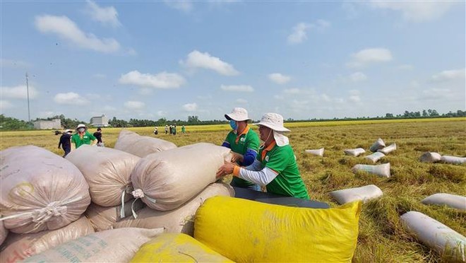 Thủ tướng Phạm Minh Chính chỉ đạo khẩn trương thu mua tạm trữ nông sản có nguy cơ rớt giá