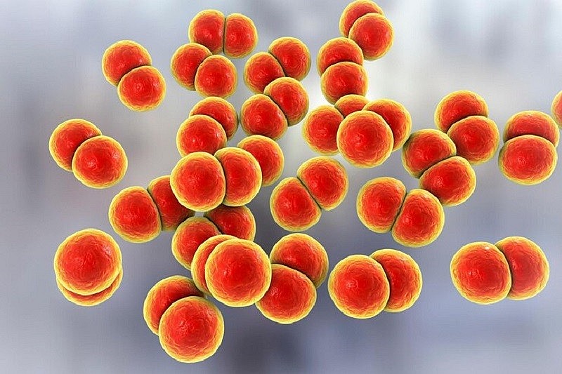 Bệnh não mô cầu là một bệnh truyền nhiễm cấp tính do vi khuẩn Neisseria meningitidis gây ra.