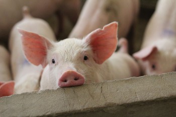 Giá heo hơi tăng nhẹ tại miền Nam